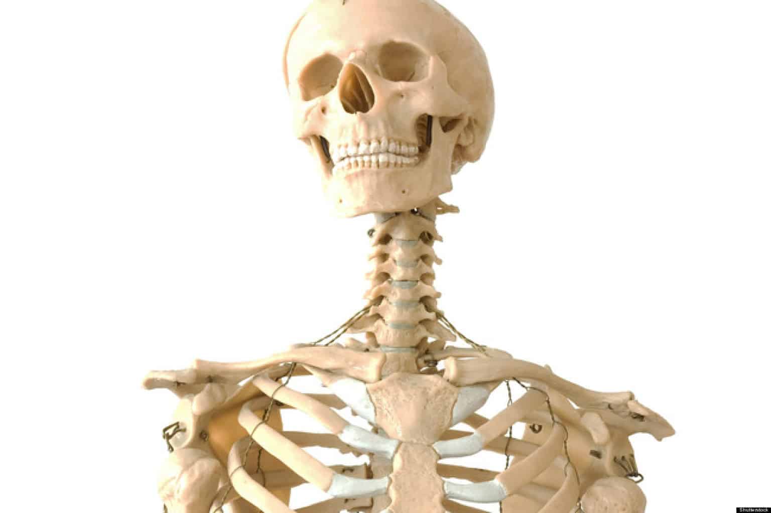 Скелет организации. Кость. Крепкие кости. Кость человека. Кости на белом фоне.